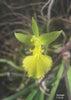 FLASK Tolumnia calochila