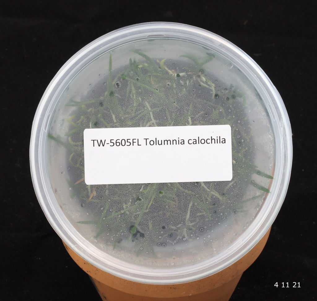 FLASK Tolumnia calochila