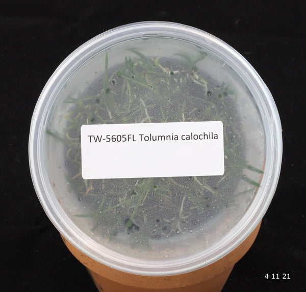 FLASK Tolumnia calochila
