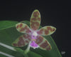 FLASK  Phalaenopsis bastianii