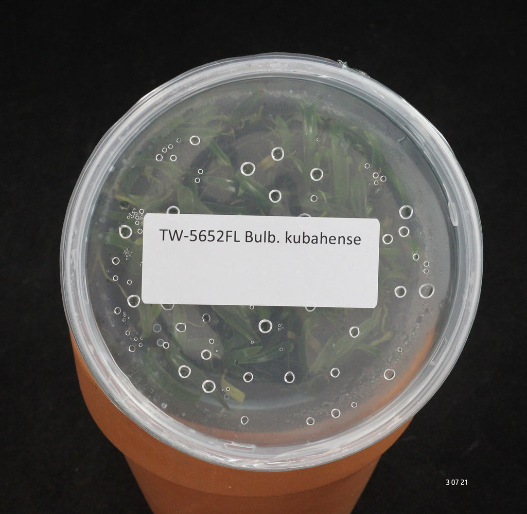 FLASK Bulb. kubahense