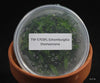 FLASK Schomburgkia thomsoniana