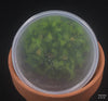 FLASK Schomburgkia thomsoniana