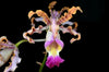 FLASK Schomburgkia thomsoniana