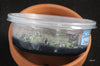 FLASK Dendrophylax lindenii 