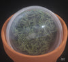FLASK Dendrophylax lindenii 