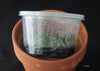 FLASK Angraecum ochraceum