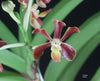 FLASK Vanda mariae