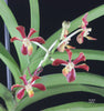 FLASK Vanda mariae