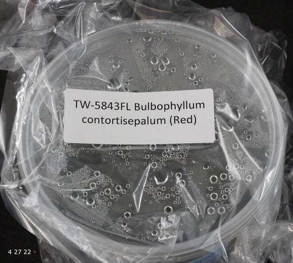 FLASK  Bulbophyllum contortisepalum (Red)
