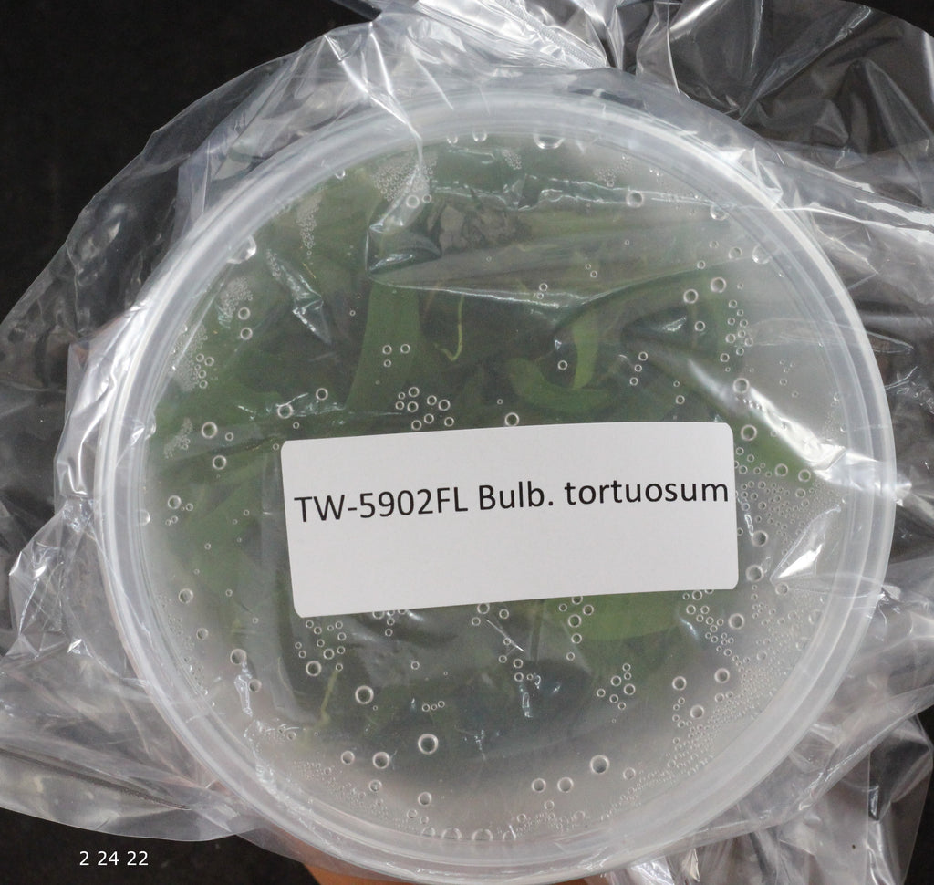 FLASK  Bulbophyllum tortuosum
