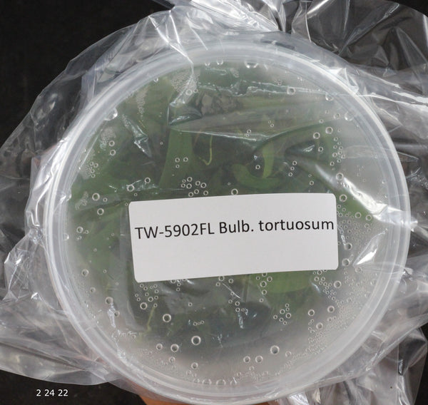 FLASK  Bulbophyllum tortuosum