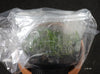 FLASK  Bulbophyllum tortuosum