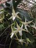 FLASK  Angraecum sesquipedale