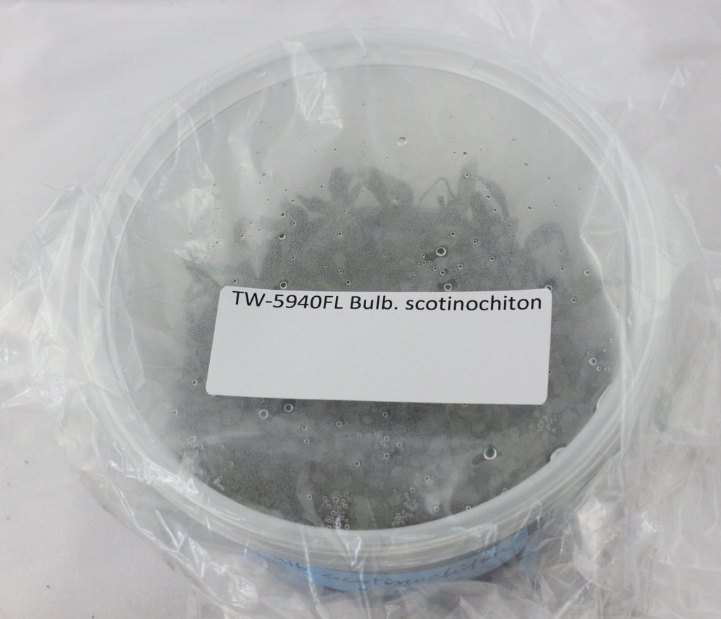 FLASK Bulb. scotinochiton