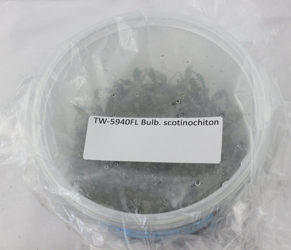 FLASK Bulb. scotinochiton