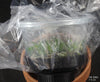 FLASK  Amesiella philippinensis