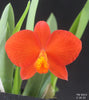 FLASK  Sophronitis (xanthoglossum x coccinea (4N))
