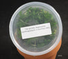 FLASK  Sophronitis (xanthoglossum x coccinea (4N))