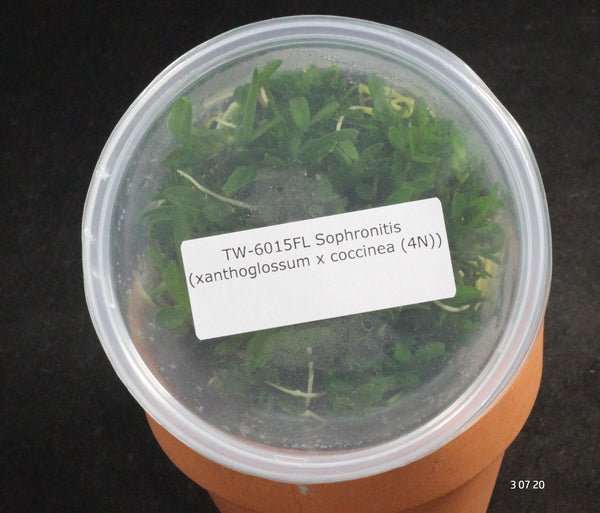 FLASK  Sophronitis (xanthoglossum x coccinea (4N))