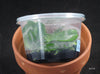 FLASK Phal. amabilis (Irian Jaya)