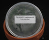 FLASK  Laelia perrinii fma coerulea