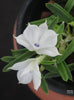 FLASK Dendrobium subuliferum