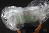 FLASK Dendrobium subuliferum