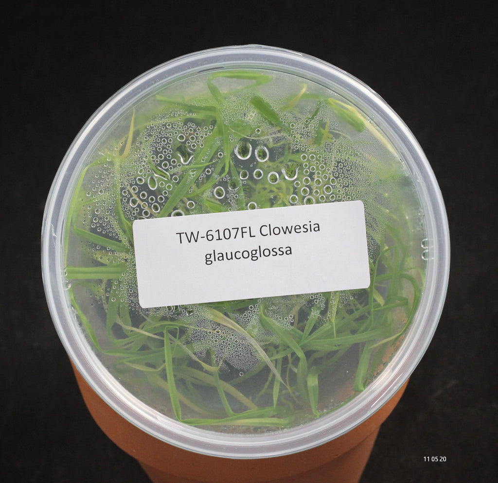 FLASK  Clowesia glaucoglossa 