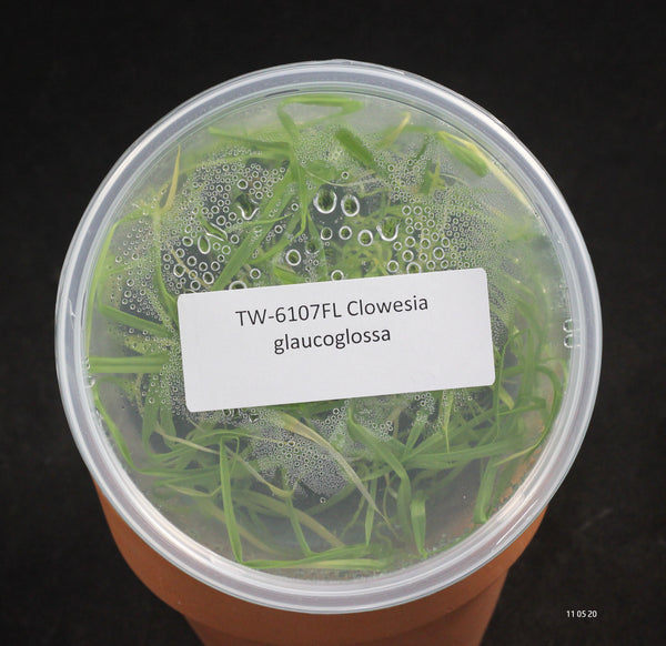FLASK  Clowesia glaucoglossa 