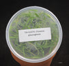 FLASK  Clowesia glaucoglossa 