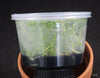 FLASK  Clowesia glaucoglossa 