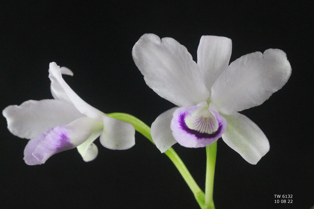 Cattleya bowringiana var. semi alba