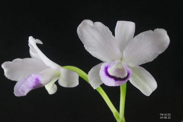 Cattleya bowringiana var. semi alba