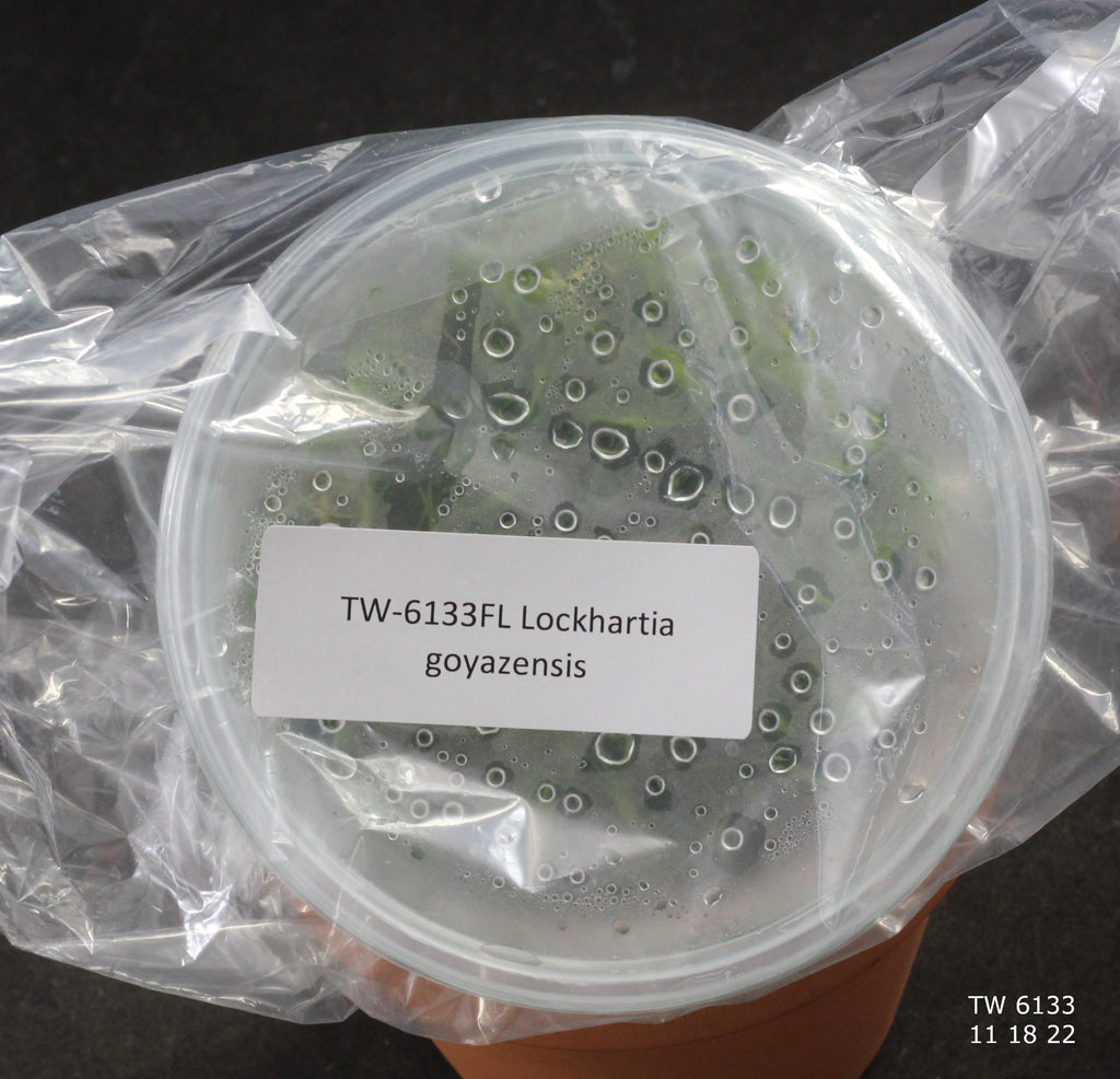FLASK Lockhartia goyazensis