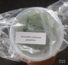 FLASK Lockhartia goyazensis
