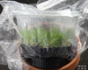 FLASK Lockhartia goyazensis