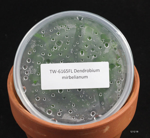 FLASK  Dendrobium mirbelianum