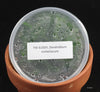 FLASK  Dendrobium mirbelianum