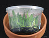 FLASK  Dendrobium mirbelianum