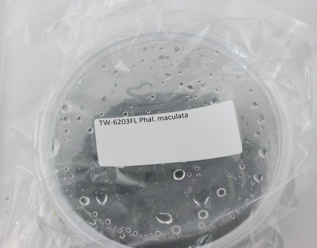 FLASK  Phal. maculata