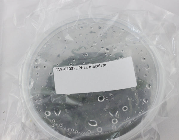 FLASK  Phal. maculata