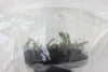 FLASK  Phal. maculata