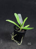 FLASK Angraecum comorense