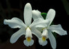 FLASK  Cattleya violacea fma. alba