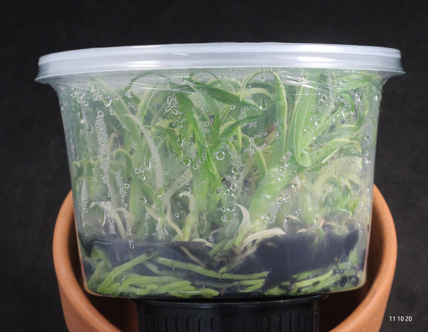 FLASK Catasetum pileatum ‘Jumbo Green Gold’