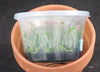 FLASK  Angraecum (birrimense x giraymae)