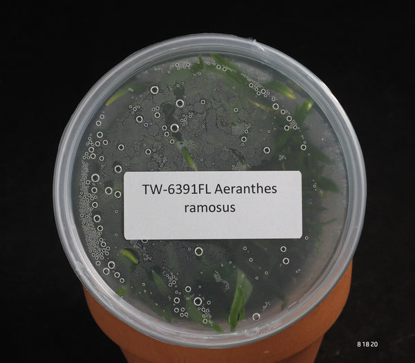 FLASK  Aeranthes ramosus