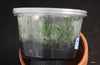 FLASK  Aeranthes ramosus