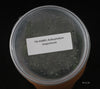 FLASK Bulbophyllum longissimum